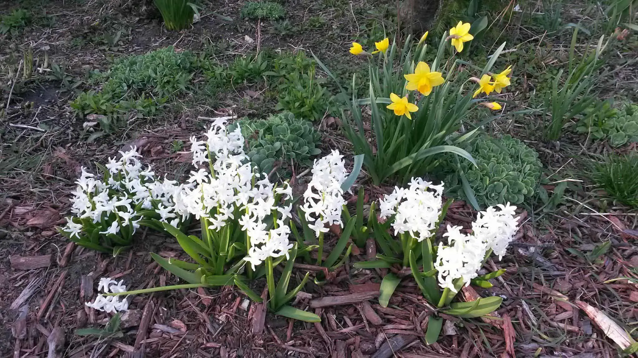 Spring flowers: white hyacinth and daffodils