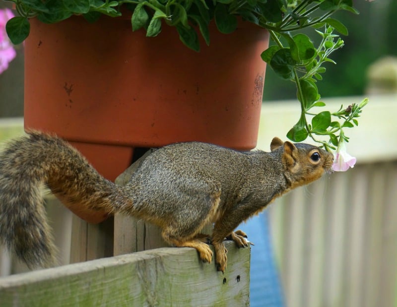 Squirrel smelling pink flowers