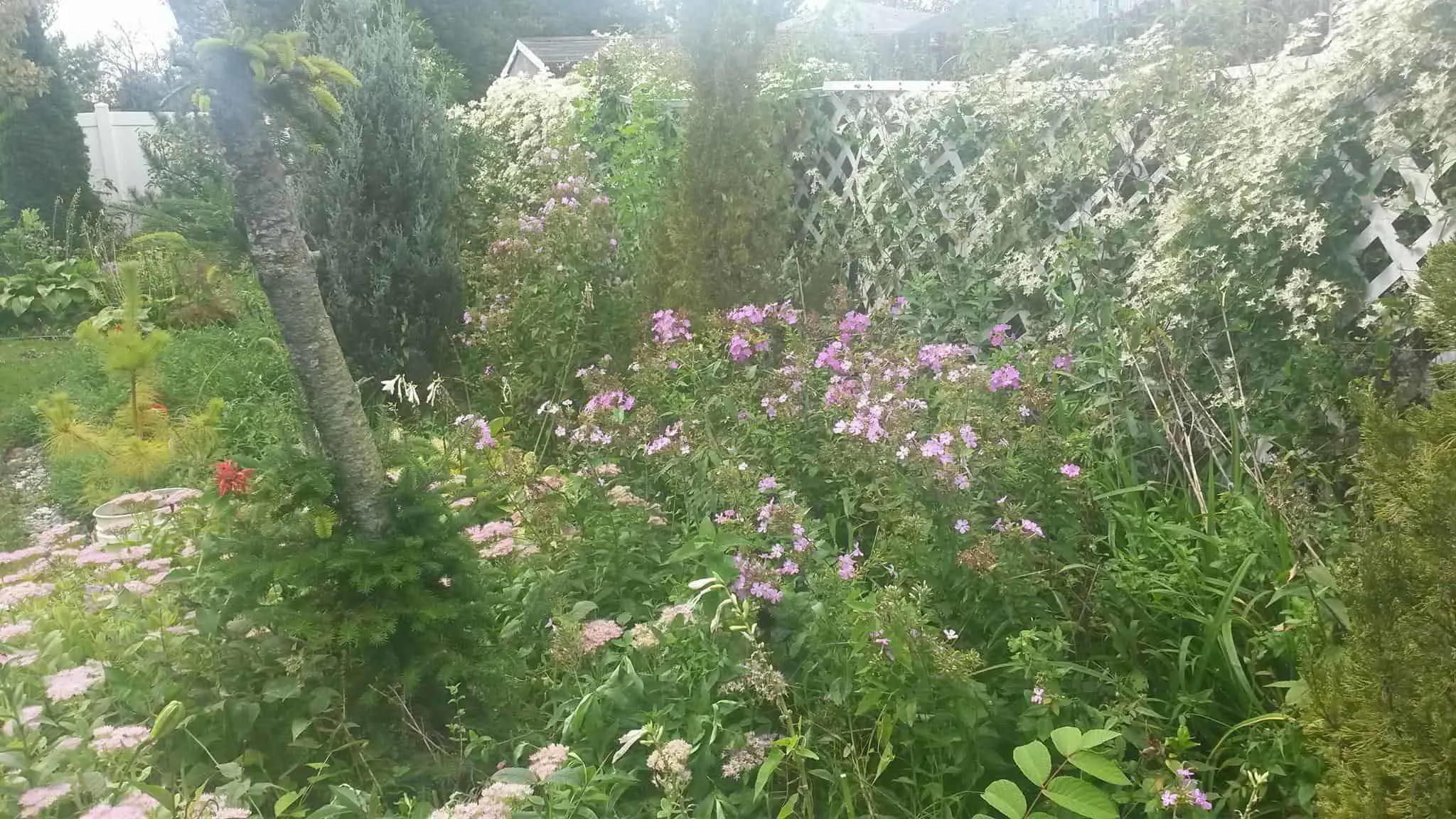 Beautiful tall phlox