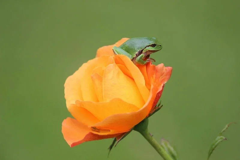 Tree frog on a gorgeous orange rose