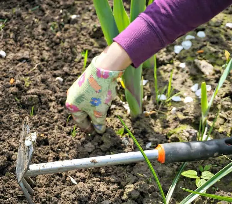 Weeding in the garden