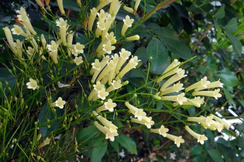 White firecracker plant