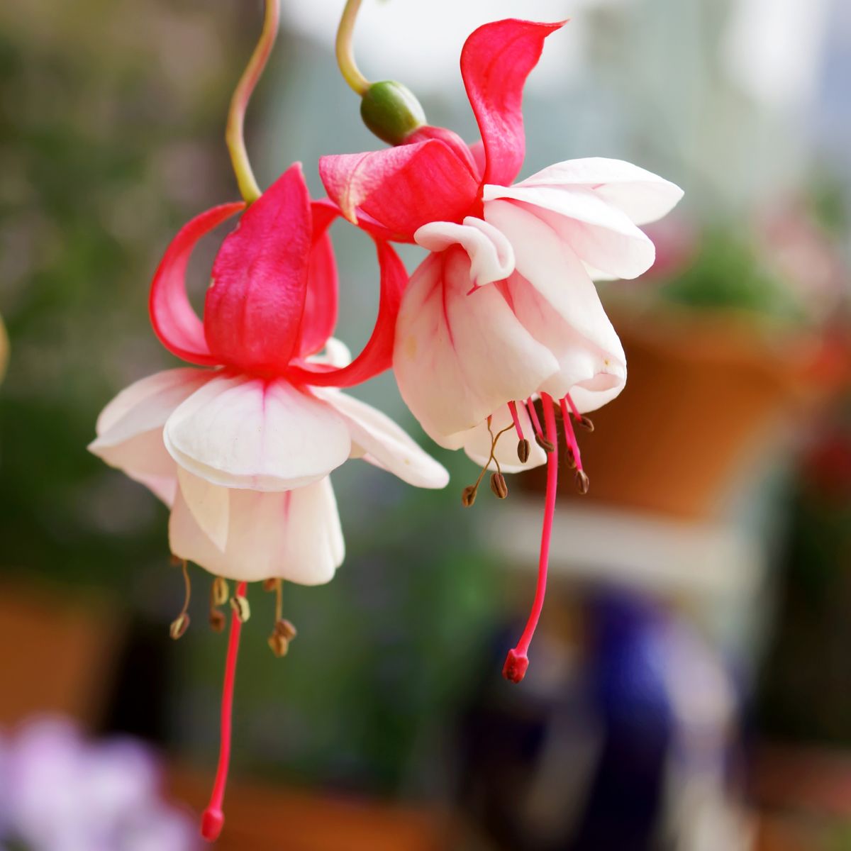 White and red fuchsia flowers.