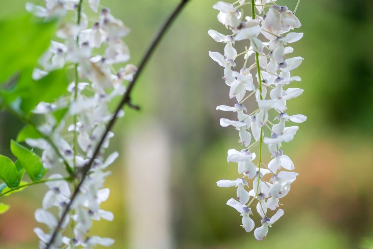 white wisteria