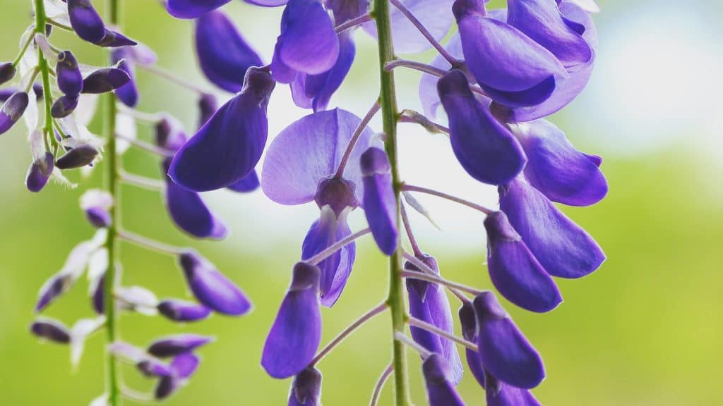 purple wisteria flowers