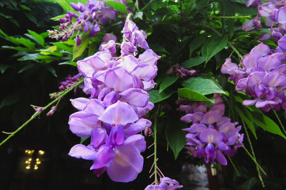 wisteria flowers closeup