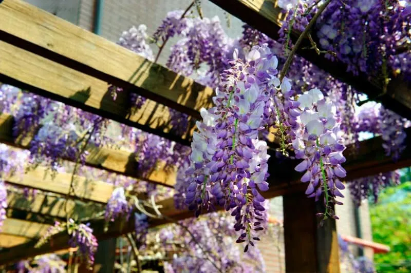 Wisteria vine hanging from a trellis