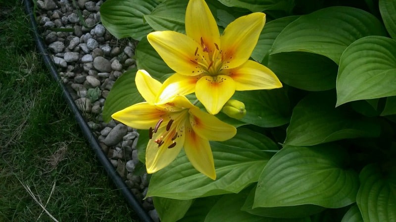 Yellow lily flowers