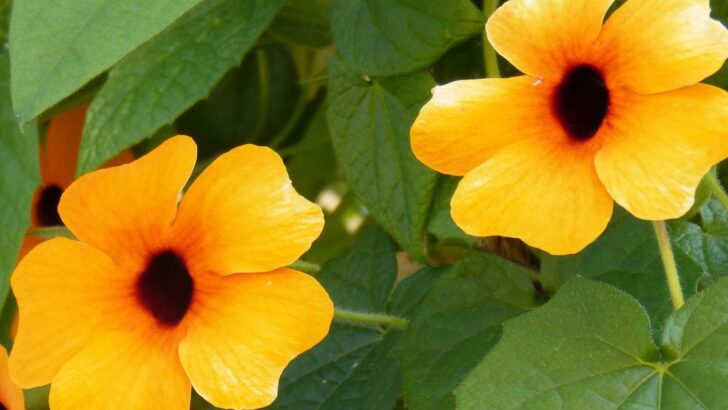 Add a Beautiful Burst of Color With a Black Eyed Susan Vine