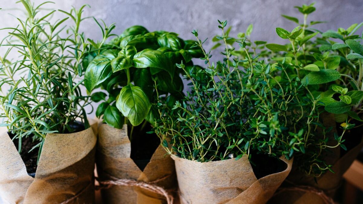 Assorted fresh herbs growing in pots, outdoors in the garden in a close up view on leafy green basil and rosemary. Mixed fresh aromatic herbs in a cardboard bag.