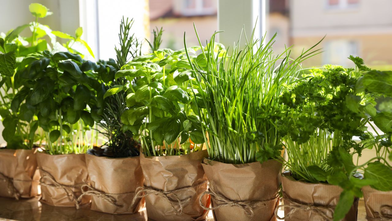 Different aromatic potted herbs near window indoors