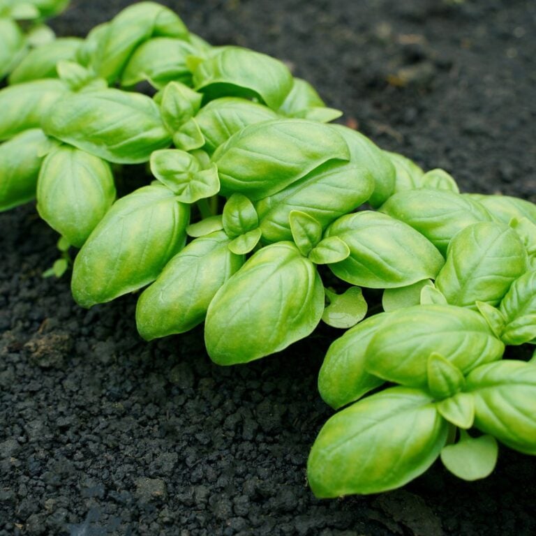 fresh basil leaves growing in a greenhouse. green leaves of the aromatic herb of the great basil.