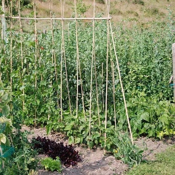 Beans and peas growing on poles.