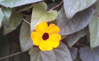 Black eyed Susan flower