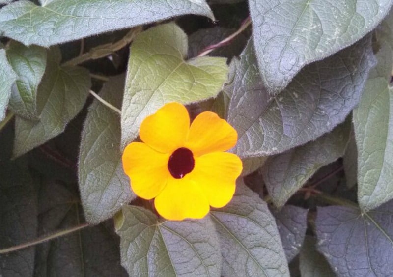 Black eyed Susan flower