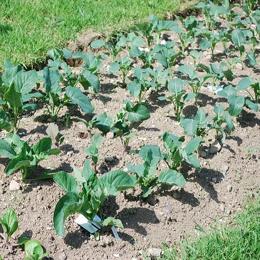 brassica seedlings in the garden.