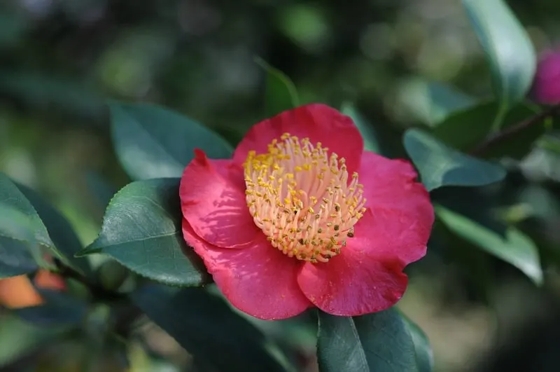 Camellia flower featured in the Locarno expo