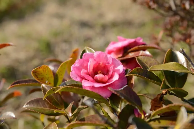 Beautiful camellia sasanqua bush