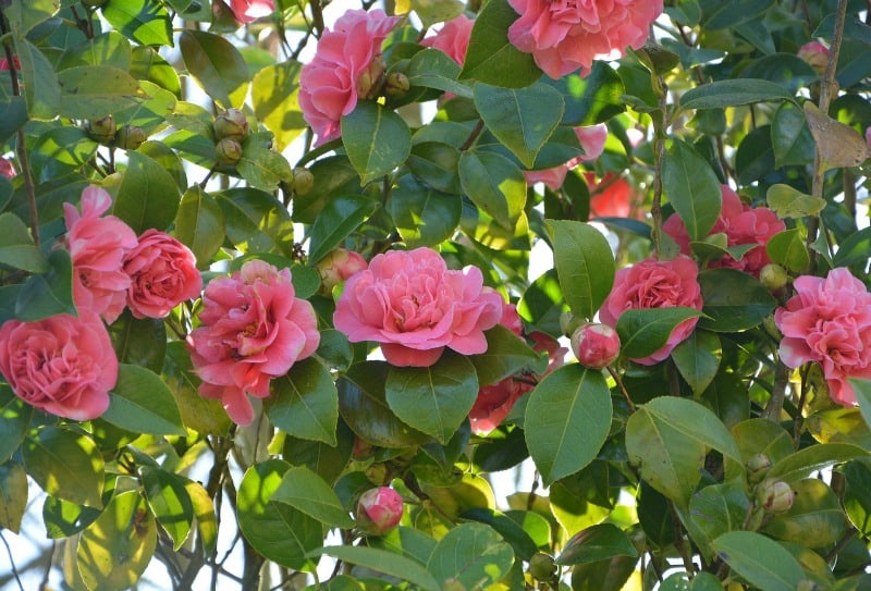 pink camelia shrub