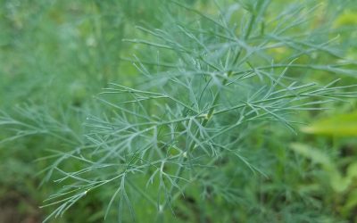 Dill growing in my garden