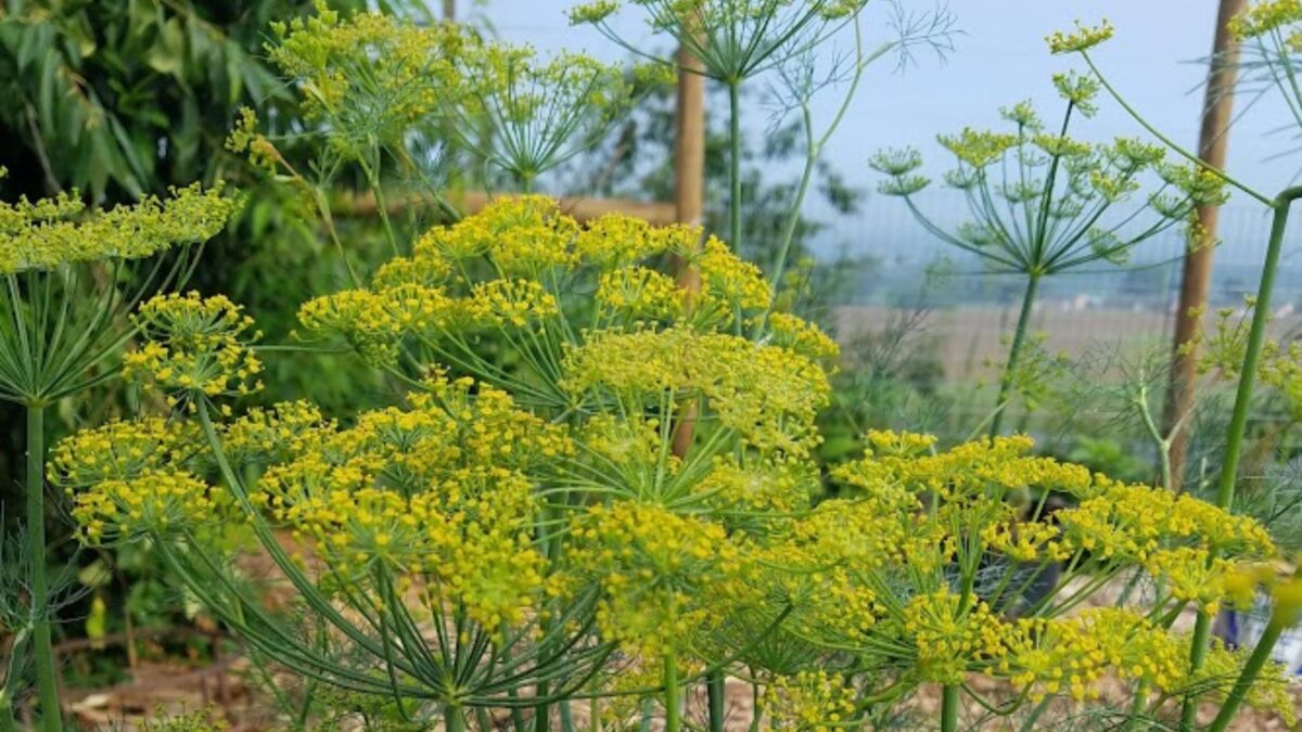 dill flower heads.
