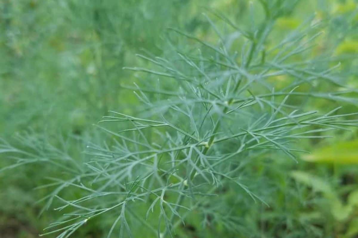 dill plant in my garden