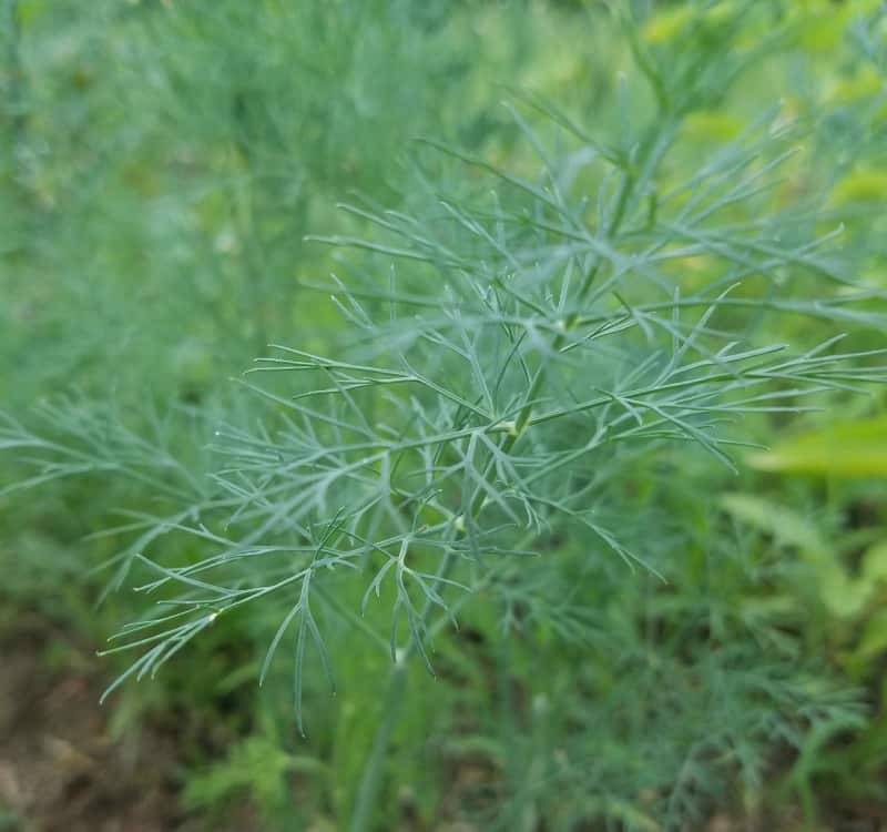 Dill growing in my garden