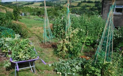 Our garden ready to harvest