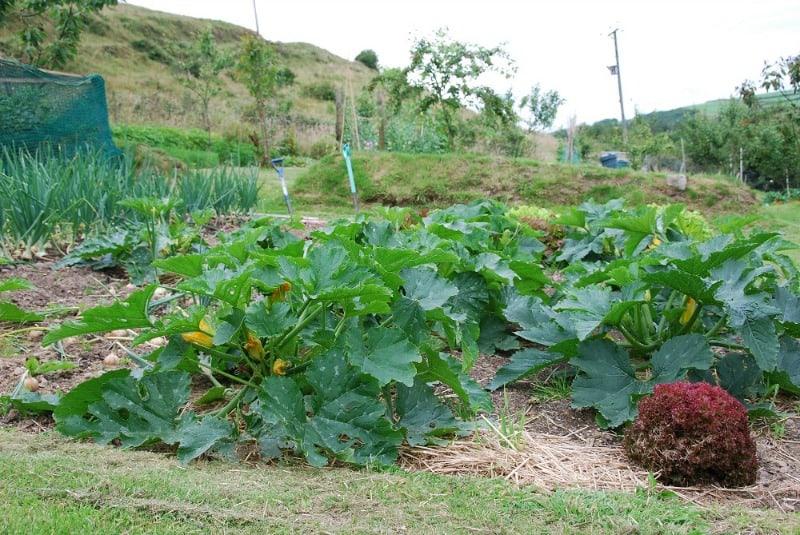 Growing summer garden (cucurbit and allium groups).