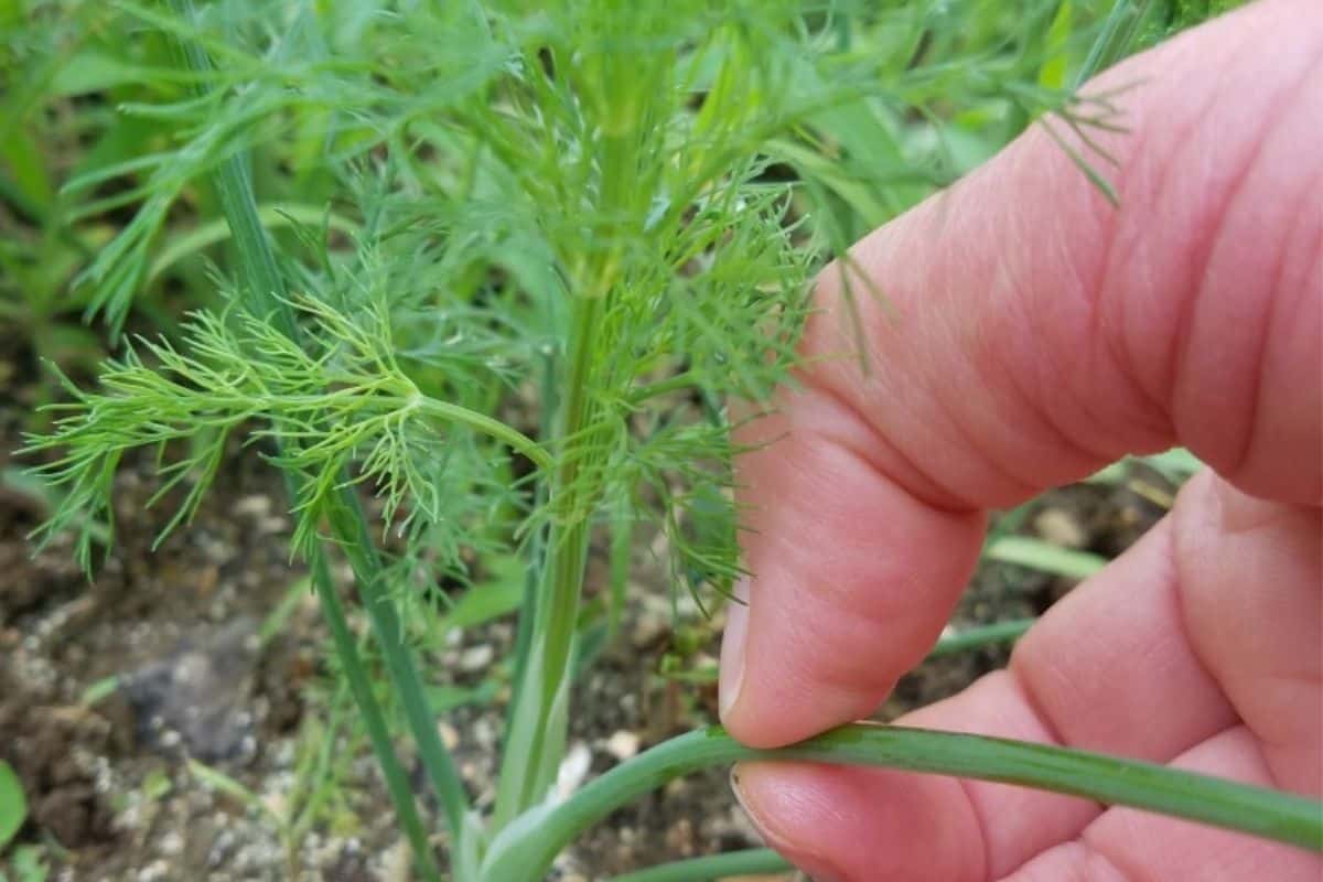 harvesting dill.