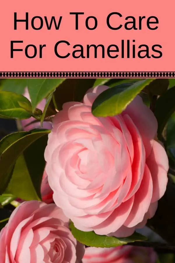 close up of strawberry pink camelia flower