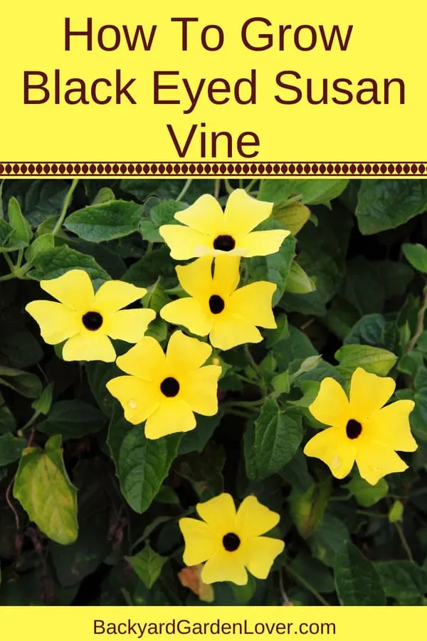 yellow black eyed susan vine