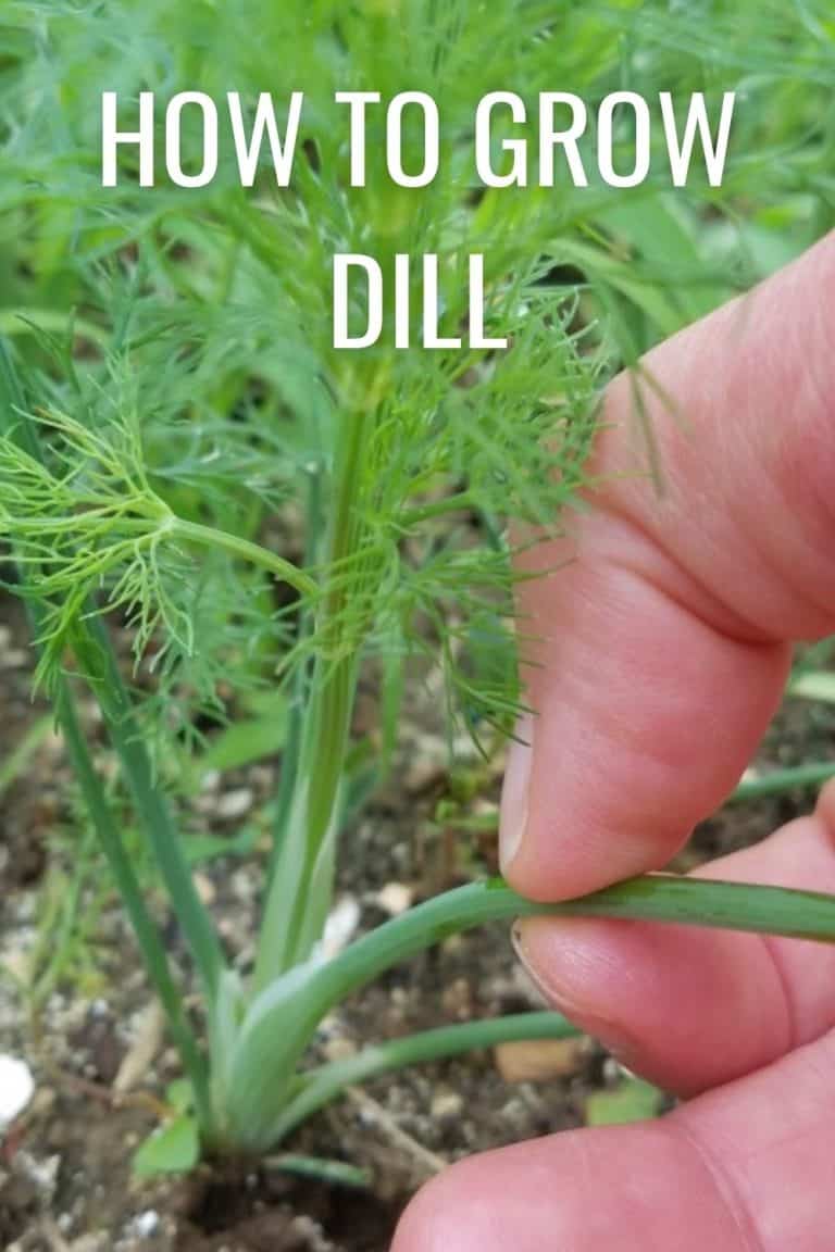 How To Grow Dill And How To Save It For Winter