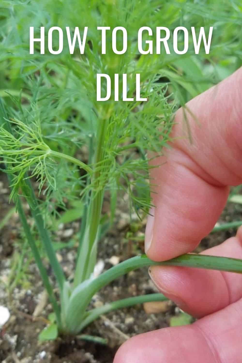 how to grow dill