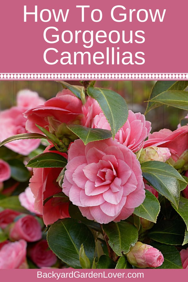 How To Care For Camellias (Camellia Japonica) &amp; Lots Of