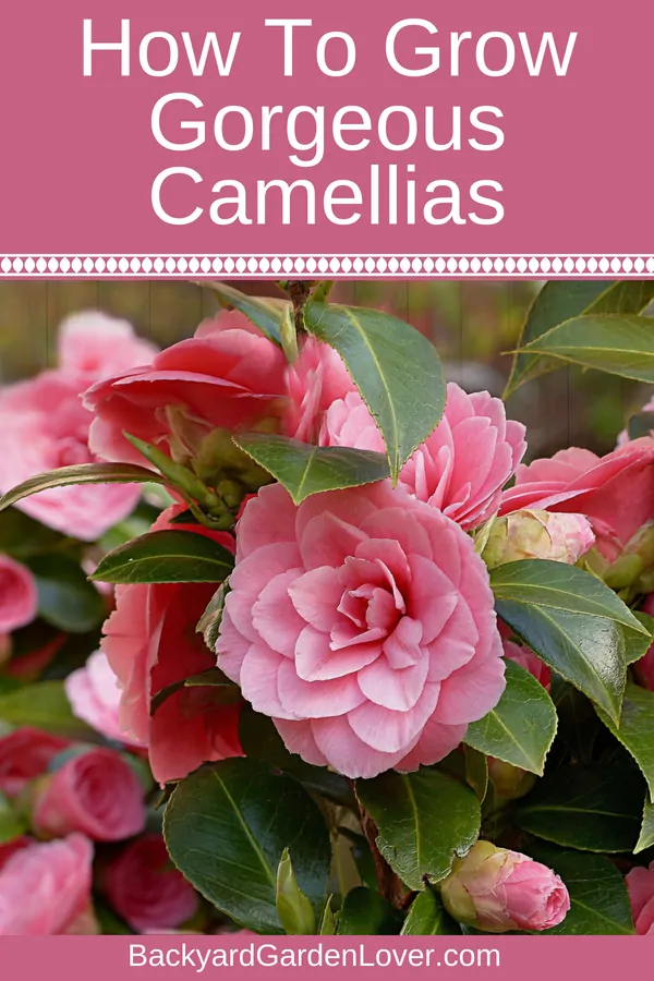 pink camelia flowers