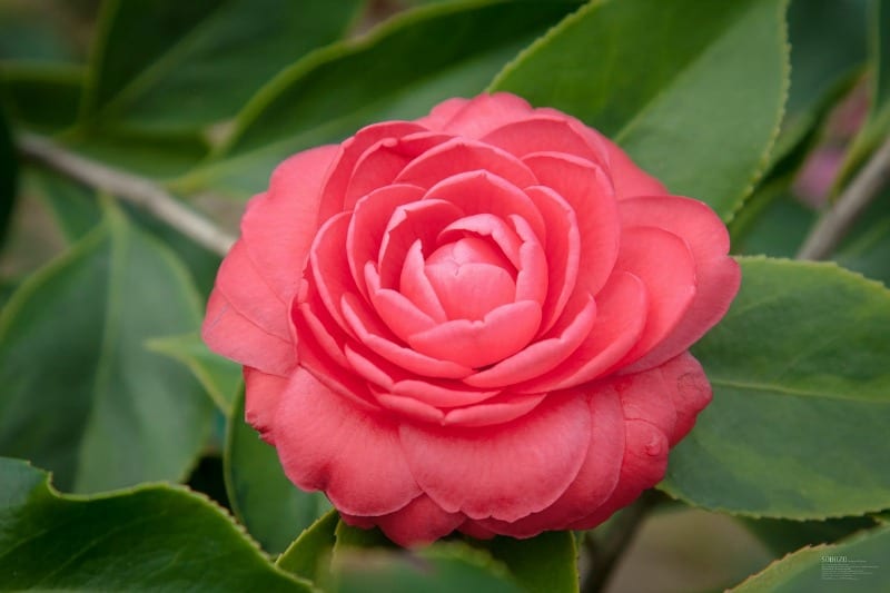 Peached colored camellia flower