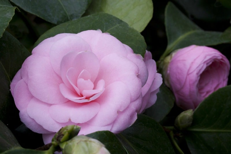 Gorgeous pink camellia japonica flower