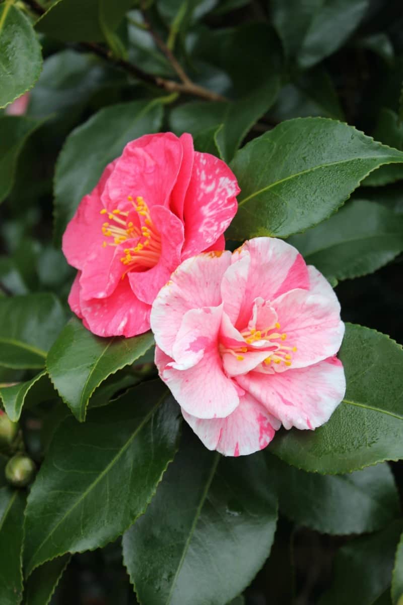 Camellia plant with 2 different kinds of pink flowers