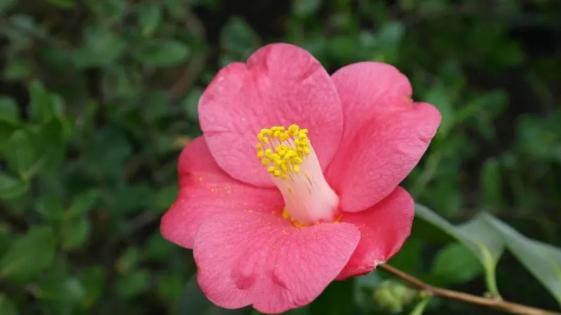 Pink camellia with a yellow center