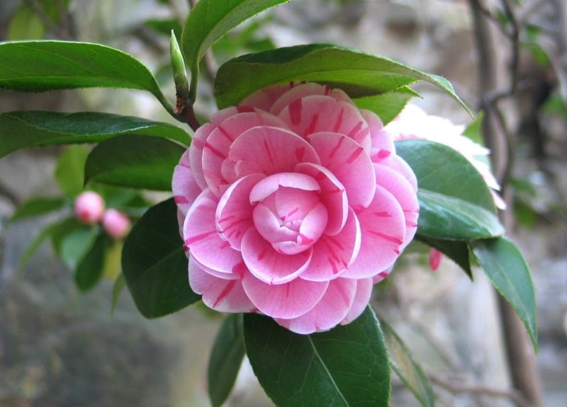 Pink striped camellia flower