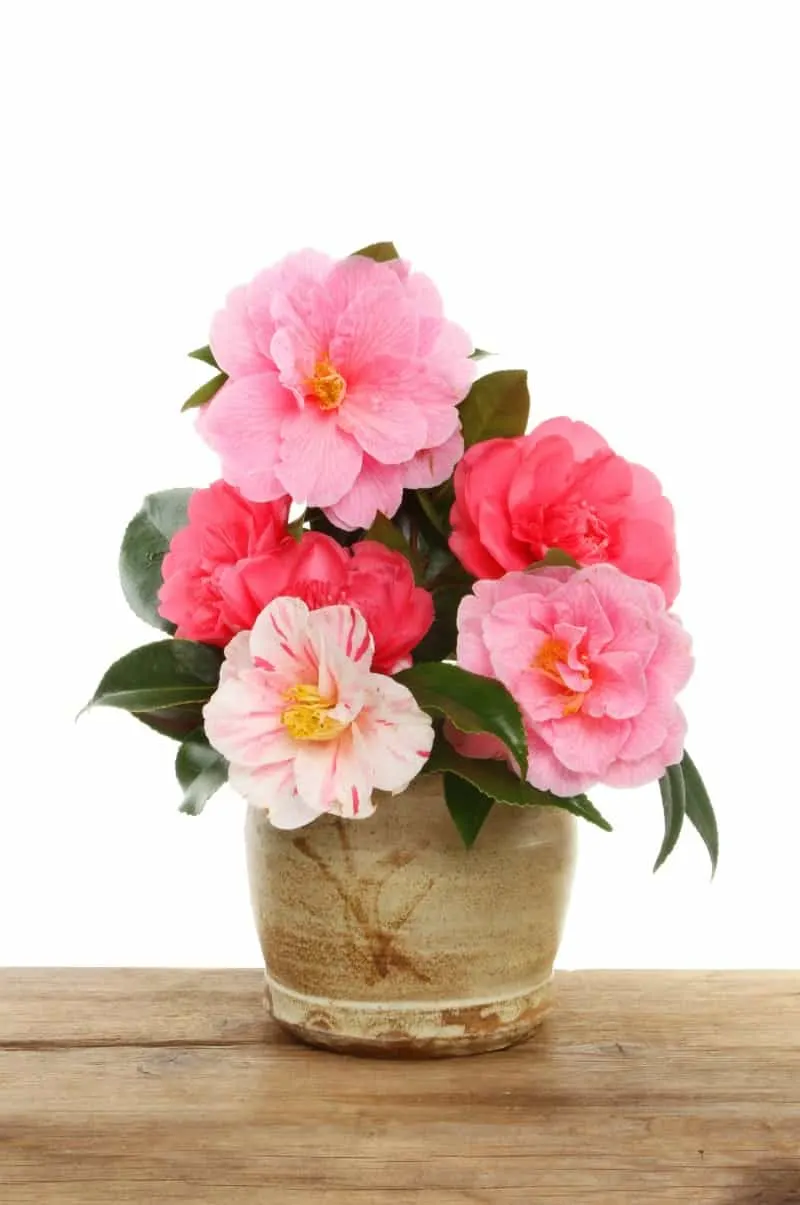 Arrangement of Camellia flowers in a clay pot on a wooden board against a white background