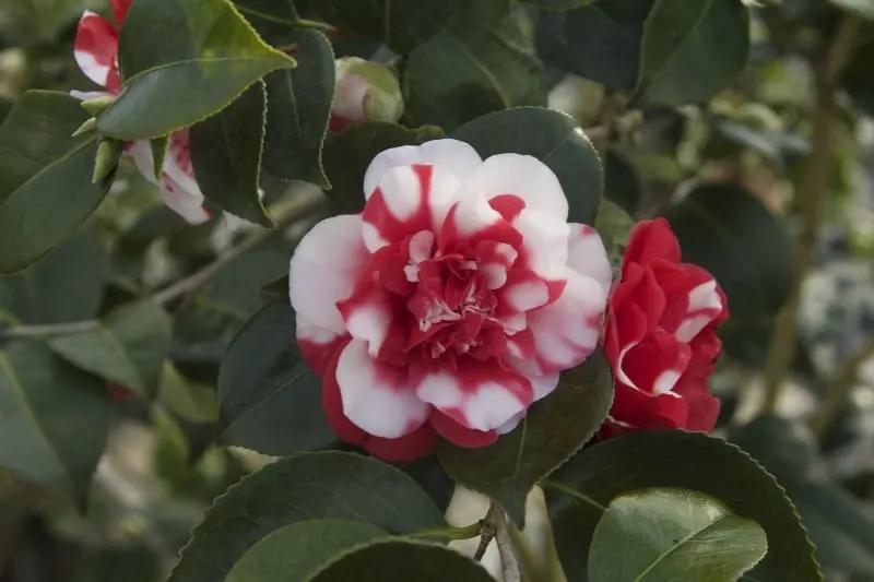 Red and white camellia flowers