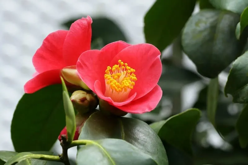 Red camellia flowers