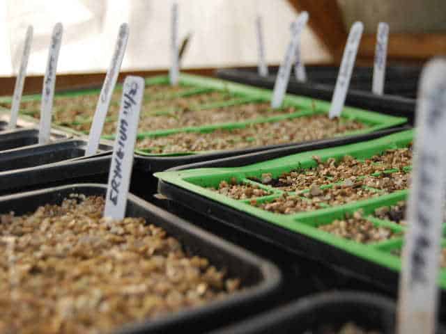 Vegetable seed trays