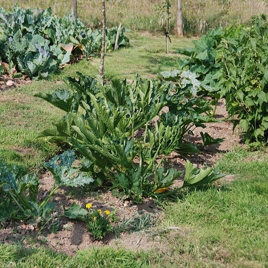 Squash and zucchini.