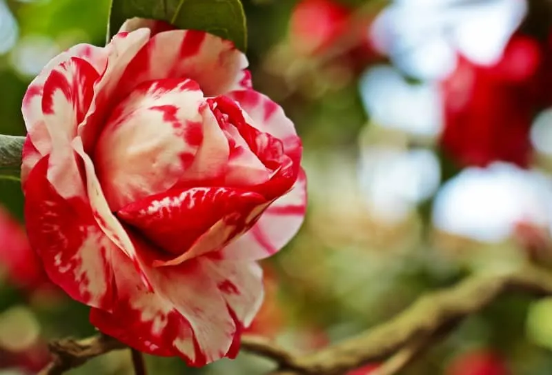 Variegated camellia flowers