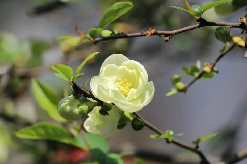 Yellow camellia branch