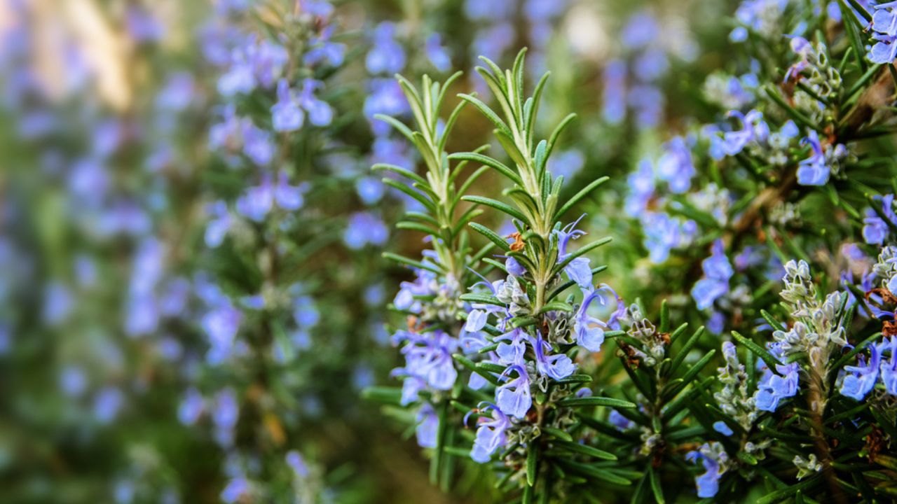 Blossoming rosemary plants in the herb garden, selected focus, narrow depth of field