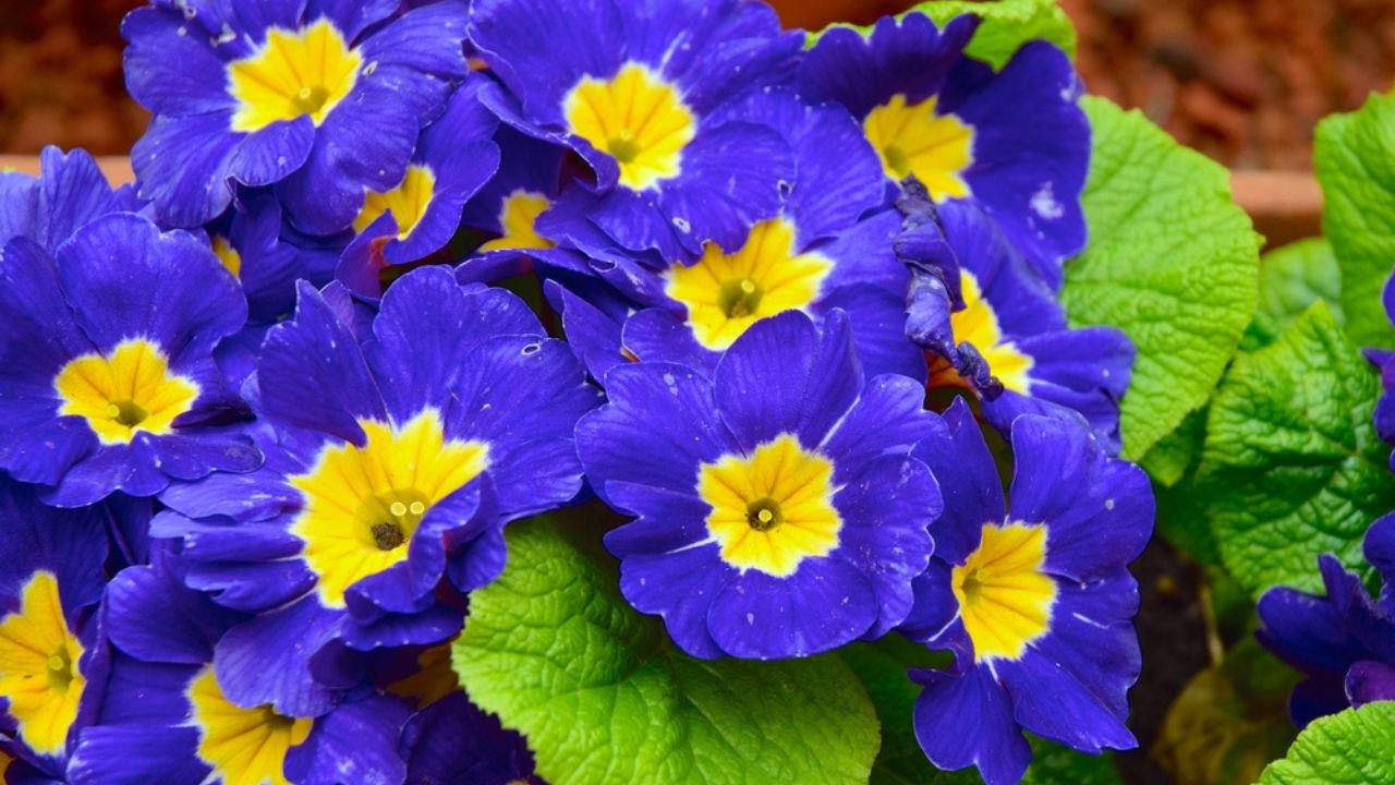 Blue Primrose Flowers